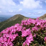 Rododendron in Muntii Tibles