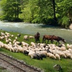 Mocanita_Viseu_Maramures_